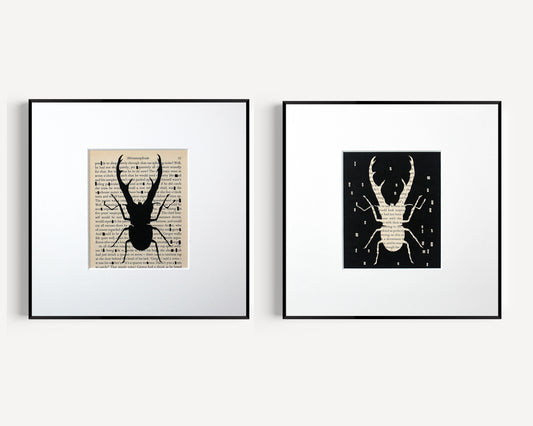 Metamorphosis // "Stag Beetle" Bug Collection