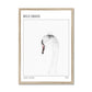 Swan "Wild Swans" Framed Print