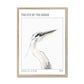 Heron "Eye of the Heron" Framed Print - James Voce // artist